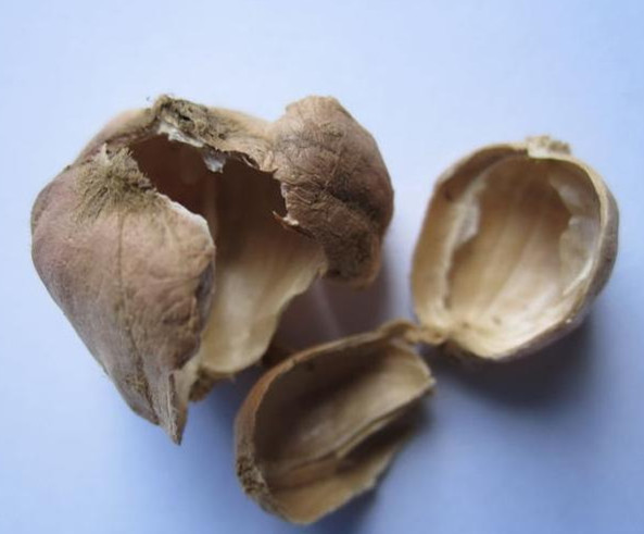豆蔻壳