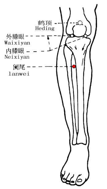 阑尾