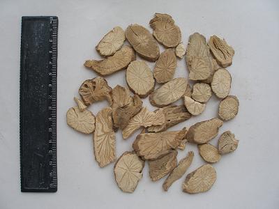 防己1