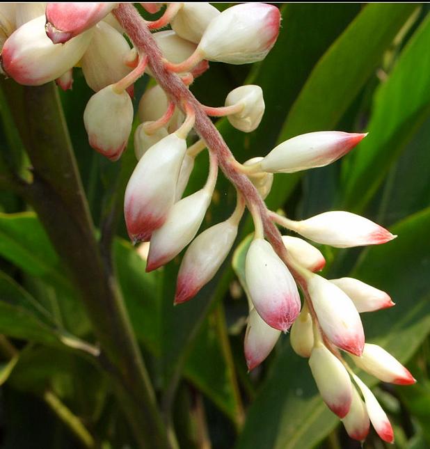 阳春砂花