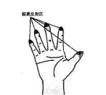 额窦反射区